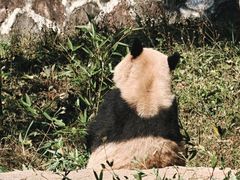 -都江堰中华大熊猫苑