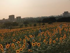 -光明小镇欢乐田园