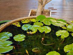 -813芭依珊 BAESAn(皇冠十畝地店)
