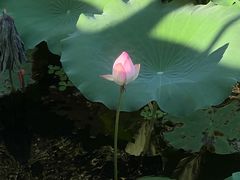 -荔湾湖公园