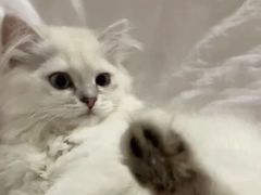 -喵zoo家庭繁育猫舍(尖东智能花园店)