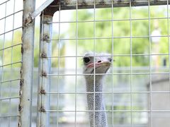 -意大利农场度假村