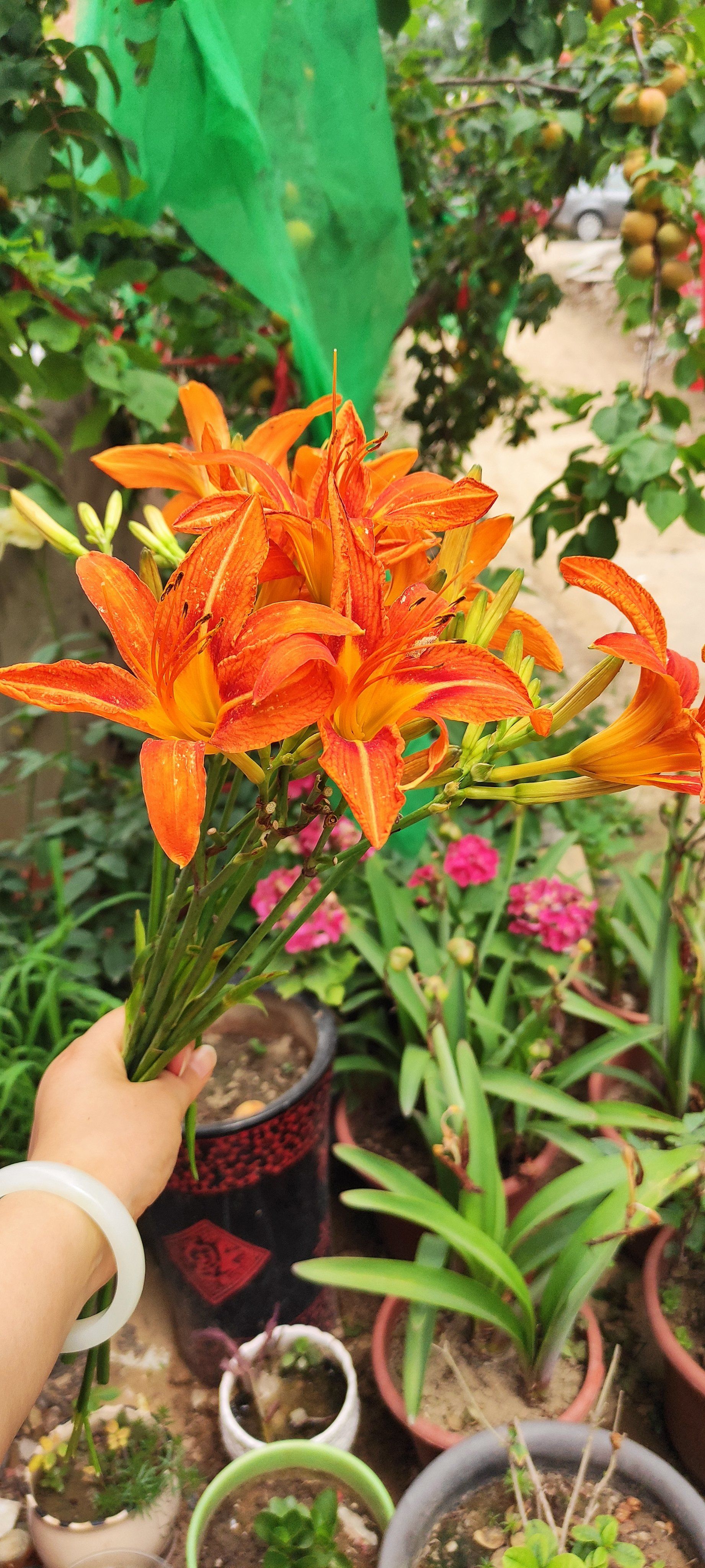 谁知道我手里拿的百合花是什么品种