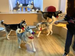 -Husky Go! 哈士奇体验馆·宠物咖啡厅狗咖