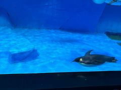 -海合安成都极地海洋公园
