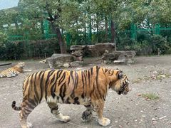 -上海野生动物园老虎餐厅