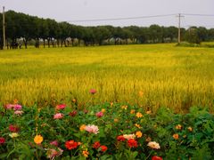 -莲花岛景区