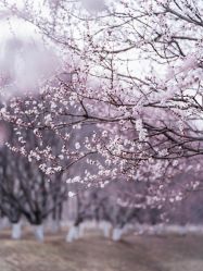 点击看大图 -花开无同摄影写真工作室