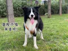 -美联众合爱康动物医院•复杂内科•肿瘤科•牙科•腔镜诊疗中心