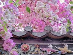 -深圳国际园林花卉博览园