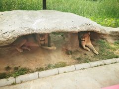 -北京野生动物园