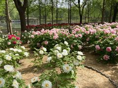 -石家庄市植物园