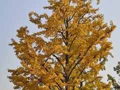 -大兴滨河森林公园