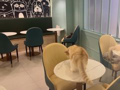 -安格丽娜·狗咖·猫咖羊驼咖(春熙路百盛商场店)