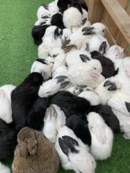 -萌宠亲子动物乐园(槐房万达店)