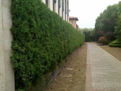 -上海崇明金茂凯悦酒店