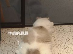 -Promise 国风宠物空间(上邦百汇城店)