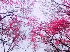 -重庆彩云湖湿地公园