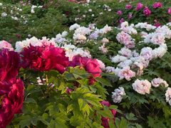 -洛阳市隋唐城遗址植物园