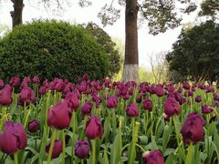 -上海鲜花港