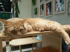 -藏猫猫咖啡主题馆(中央大道店)