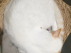 -藏猫猫咖啡主题馆(中央大道店)