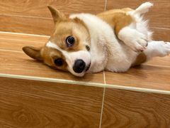 -和它·交个朋友·狗咖猫咖(爱琴海店)