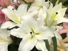 -上海鲜花港