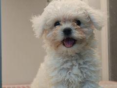 -翊宠yipet猫狗购宠庄园犬舍•猫舍