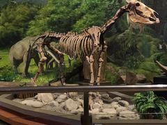 -陕西自然博物馆