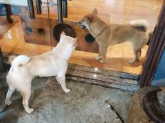 -more than meow吴止猫主题餐厅(承德 中船汇店)