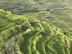 -紫鹊界梯田景区