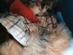 -北京观赏动物医院·24小时大型综合·猫专科·异宠专科