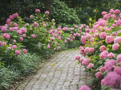 -上海滨江森林公园