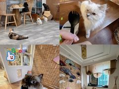-楼上猫咖(罗湖店)