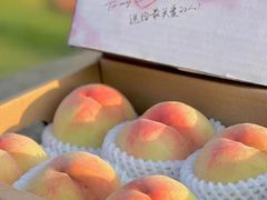 -老袁家蜜桃农场·阳山水蜜桃