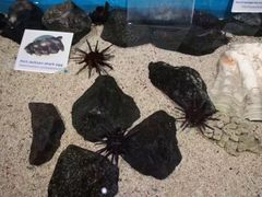 -悉尼海洋生物水族馆