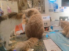 -平行世界·猫咖(首经贸店)