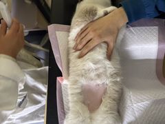 -瑞派蒂凯宠物医院·心脏科·口腔科·皮肤科