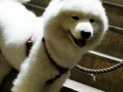 -more than meow吴止猫主题餐厅(承德 中船汇店)