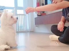 -多乐狗狗宠物训练工作室