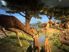 -国家自然博物馆