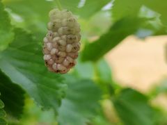 -南京小时候桑葚采摘园