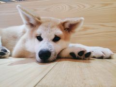 -喜柴咖啡·柴犬狗咖