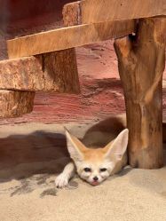 -Zoolung Zoolung动物主题公园(海信广场店)