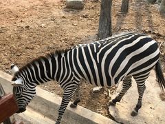 -清迈夜间动物园