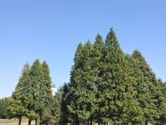 -棒棰岛宾馆景区