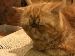 -more than meow吴止猫主题餐厅(承德 中船汇店)