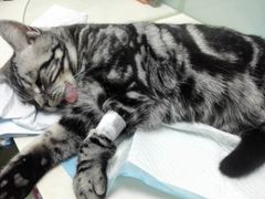 -纳吉亚猫专科动物医院博雅分院