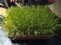 鲜活豆苗-九鼎轩火锅大排挡